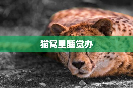 貓窩里睡覺辦