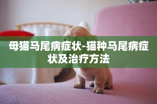 母貓馬尾病癥狀-貓種馬尾病癥狀及治療方法