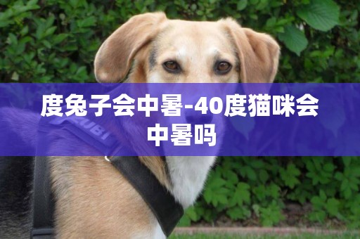 度兔子會中暑-40度貓咪會中暑嗎