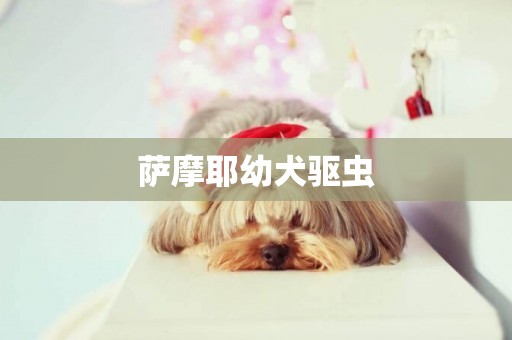 薩摩耶幼犬驅蟲