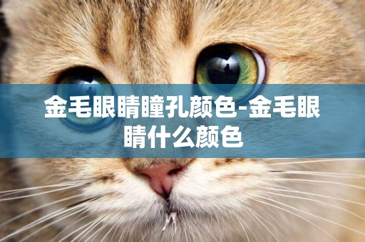 金毛眼睛瞳孔顏色-金毛眼睛什么顏色