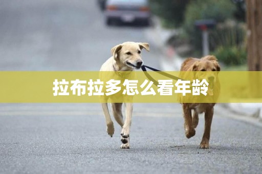 拉布拉多怎么看年齡