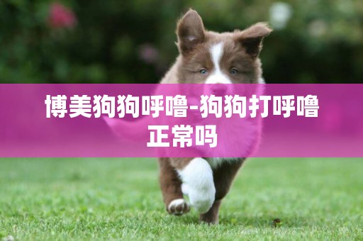 博美狗狗呼嚕-狗狗打呼嚕正常嗎
