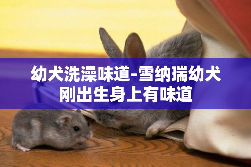 幼犬洗澡味道-雪納瑞幼犬剛出生身上有味道