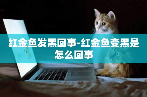 紅金魚發黑回事-紅金魚變黑是怎么回事