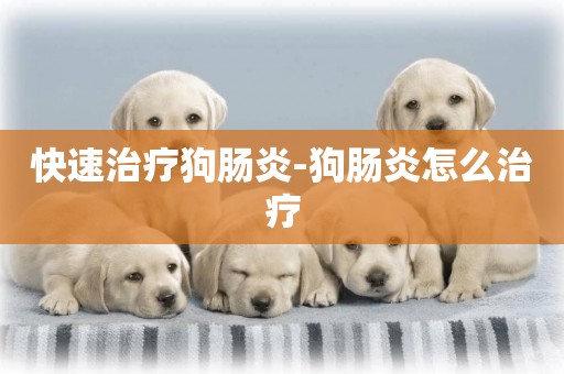 快速治療狗腸炎-狗腸炎怎么治療