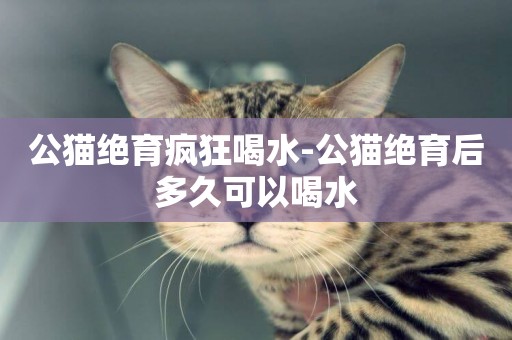 公貓絕育瘋狂喝水-公貓絕育后多久可以喝水
