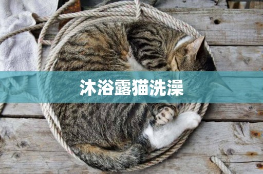 沐浴露貓洗澡