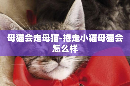 母貓會走母貓-抱走小貓母貓會怎么樣