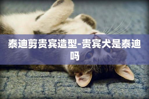 泰迪剪貴賓造型-貴賓犬是泰迪嗎