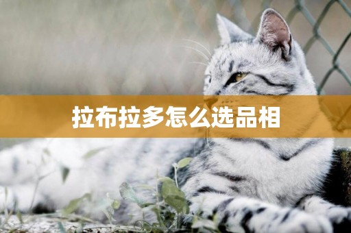 拉布拉多怎么選品相