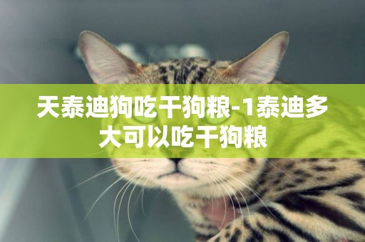 天泰迪狗吃干狗糧-1泰迪多大可以吃干狗糧
