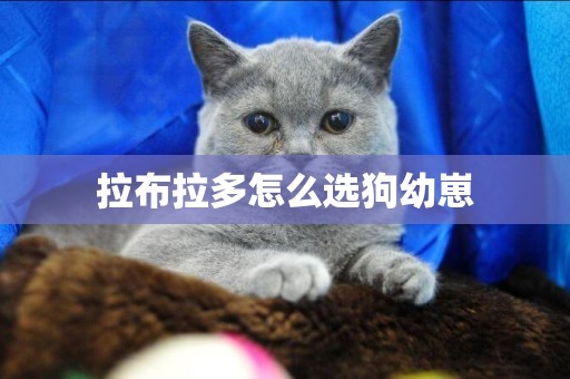 拉布拉多怎么選狗幼崽