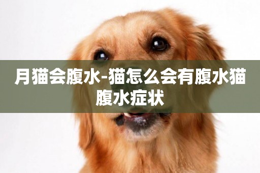 月貓會腹水-貓怎么會有腹水貓腹水癥狀