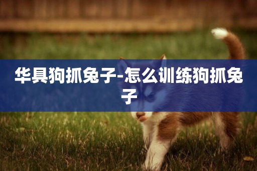 華具狗抓兔子-怎么訓練狗抓兔子