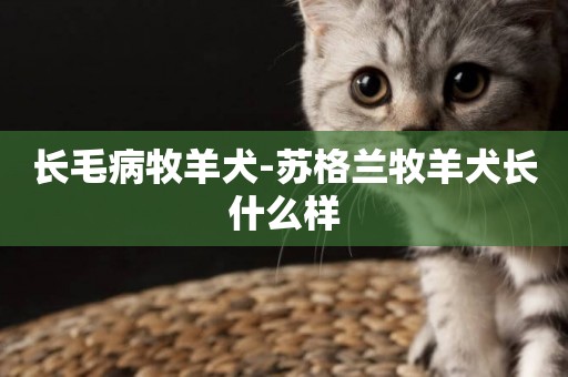 長毛病牧羊犬-蘇格蘭牧羊犬長什么樣