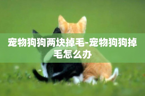 寵物狗狗兩塊掉毛-寵物狗狗掉毛怎么辦