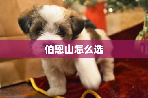 伯恩山怎么選