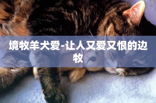 境牧羊犬愛-讓人又愛又恨的邊牧