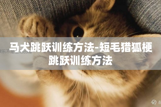 馬犬跳躍訓練方法-短毛獵狐梗跳躍訓練方法