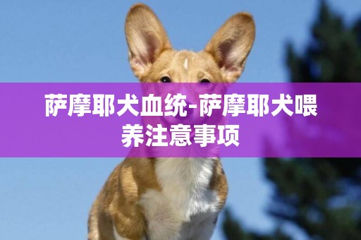 薩摩耶犬血統-薩摩耶犬喂養注意事項