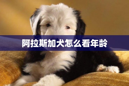阿拉斯加犬怎么看年齡
