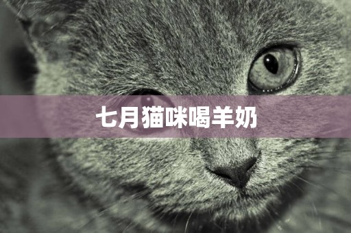 七月貓咪喝羊奶