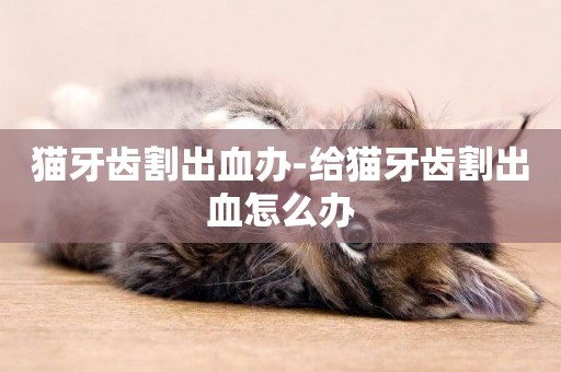 貓牙齒割出血辦-給貓牙齒割出血怎么辦