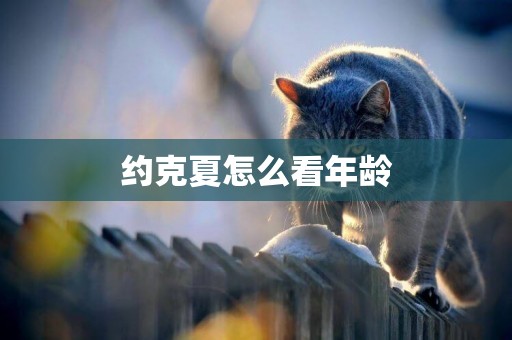 約克夏怎么看年齡