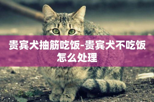 貴賓犬抽筋吃飯-貴賓犬不吃飯怎么處理