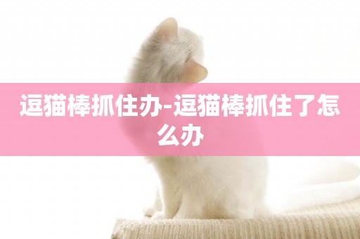 逗貓棒抓住辦-逗貓棒抓住了怎么辦
