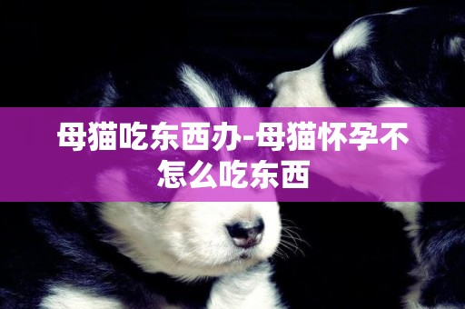 母貓吃東西辦-母貓懷孕不怎么吃東西