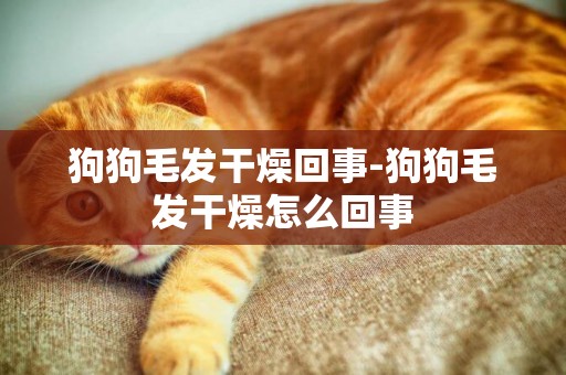 狗狗毛發干燥回事-狗狗毛發干燥怎么回事