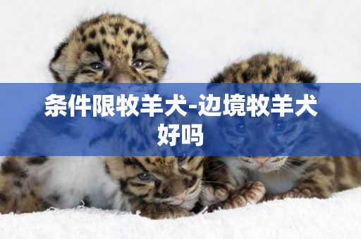 條件限牧羊犬-邊境牧羊犬好嗎