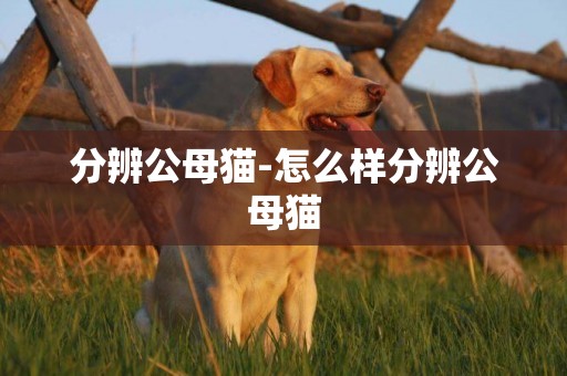 分辨公母貓-怎么樣分辨公母貓