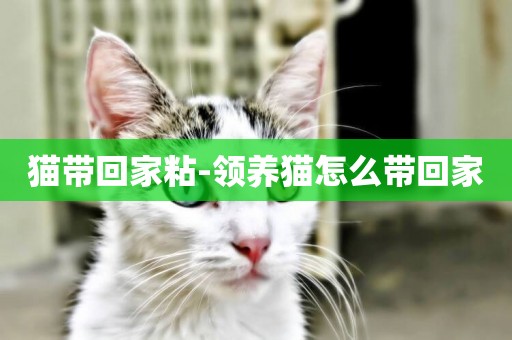 貓帶回家粘-領養貓怎么帶回家