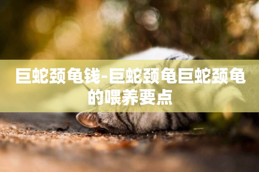 巨蛇頸龜錢-巨蛇頸龜巨蛇頸龜的喂養要點