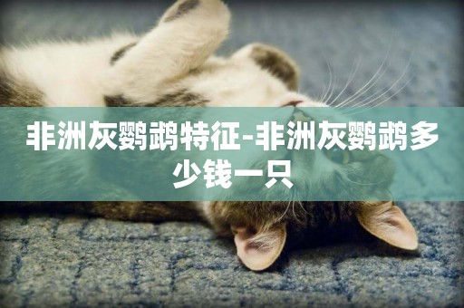 非洲灰鸚鵡特征-非洲灰鸚鵡多少錢一只