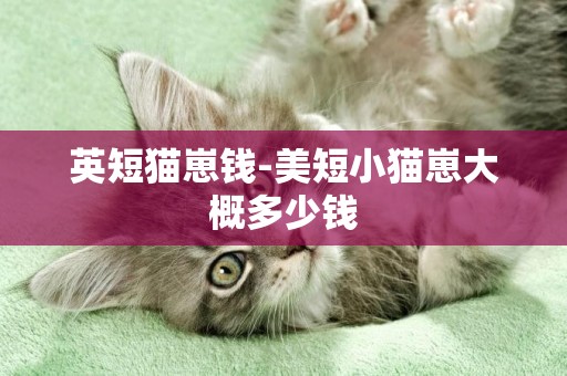 英短貓崽錢-美短小貓崽大概多少錢