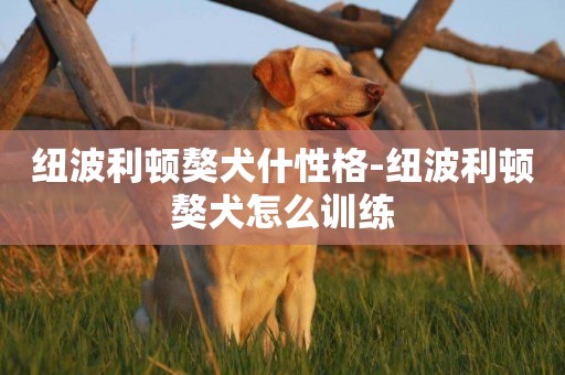 紐波利頓獒犬什性格-紐波利頓獒犬怎么訓練
