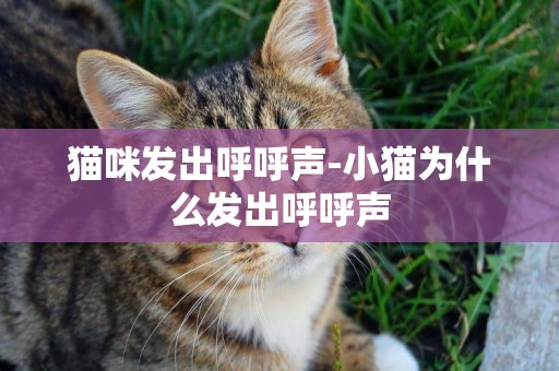 貓咪發出呼呼聲-小貓為什么發出呼呼聲