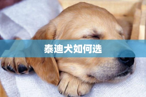 泰迪犬如何選