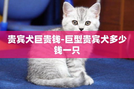 貴賓犬巨貴錢-巨型貴賓犬多少錢一只