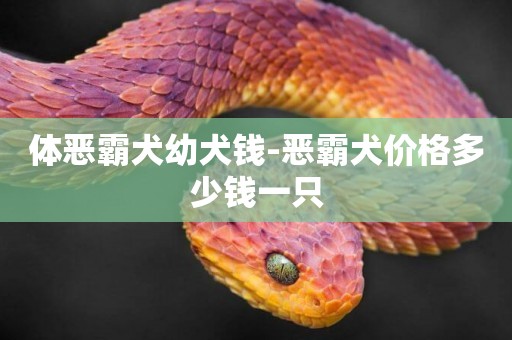 體惡霸犬幼犬錢-惡霸犬價格多少錢一只