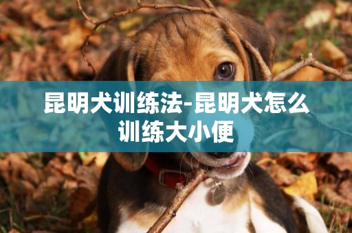 昆明犬訓練法-昆明犬怎么訓練大小便