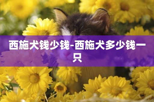 西施犬錢少錢-西施犬多少錢一只