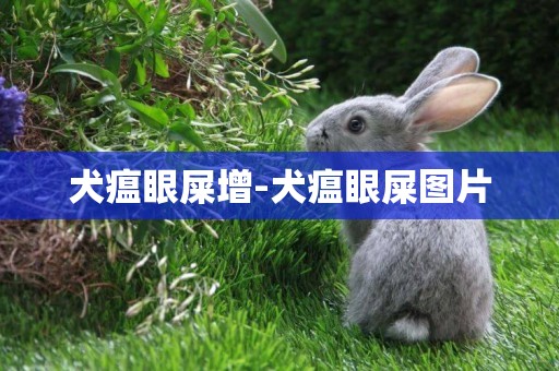 犬瘟眼屎增-犬瘟眼屎圖片