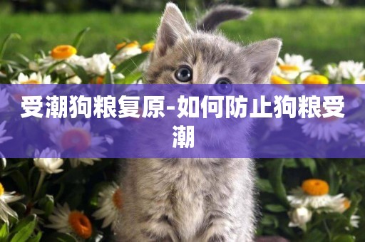 受潮狗糧復原-如何防止狗糧受潮