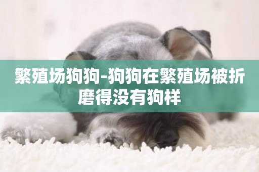 繁殖場狗狗-狗狗在繁殖場被折磨得沒有狗樣