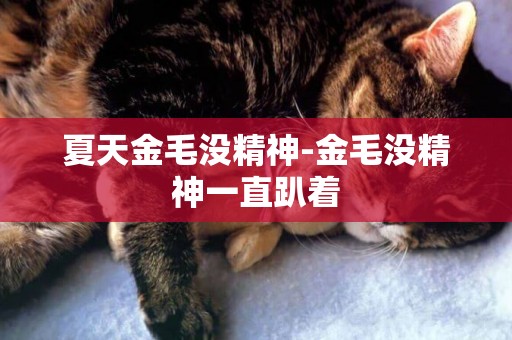 夏天金毛沒精神-金毛沒精神一直趴著